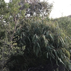 Angophora sp. at Fingal Bay, NSW - 8 Jul 2022 04:19 PM