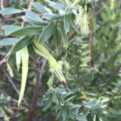 Styphelia viridis subsp. viridis (Green Five Corners) at Tomaree National Park - 8 Jul 2022 by Tapirlord