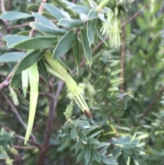 Styphelia viridis subsp. viridis (Green Five Corners) at Fingal Bay, NSW - 8 Jul 2022 by Tapirlord