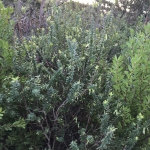 Styphelia viridis subsp. viridis at Fingal Bay, NSW - 8 Jul 2022