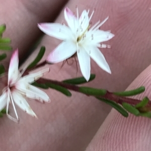 Calytrix tetragona at Fingal Bay, NSW - 8 Jul 2022 04:12 PM