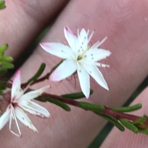 Calytrix tetragona at Fingal Bay, NSW - 8 Jul 2022 04:12 PM