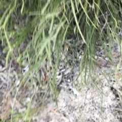 Bossiaea ensata at Fingal Bay, NSW - 8 Jul 2022 04:11 PM