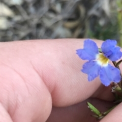 Dampiera stricta (Blue Dampiera) at Fingal Bay, NSW - 8 Jul 2022 by Tapirlord