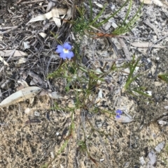 Dampiera stricta at Fingal Bay, NSW - 8 Jul 2022 04:11 PM