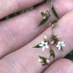 Leucopogon virgatus (Common Beard-heath) at Fingal Bay, NSW - 8 Jul 2022 by Tapirlord