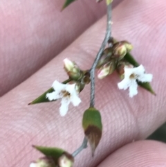 Leucopogon virgatus at Fingal Bay, NSW - 8 Jul 2022