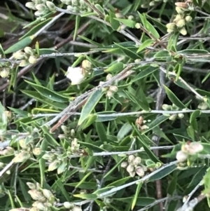 Leucopogon virgatus at Fingal Bay, NSW - 8 Jul 2022