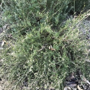 Leucopogon virgatus at Fingal Bay, NSW - 8 Jul 2022