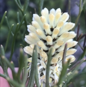 Petrophile pulchella at Fingal Bay, NSW - suppressed