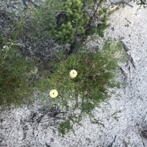 Petrophile pulchella at Fingal Bay, NSW - suppressed