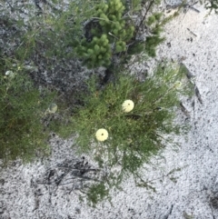 Petrophile pulchella at Fingal Bay, NSW - suppressed