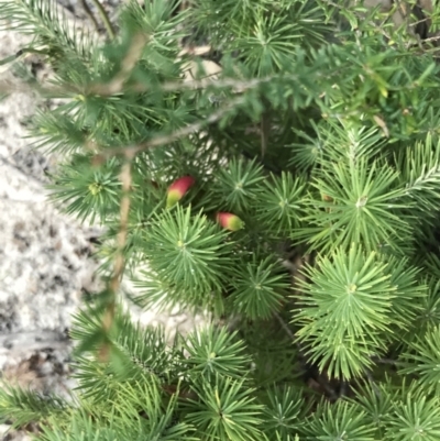 Astroloma pinifolium (Pine Heath) at Tomaree National Park - 8 Jul 2022 by Tapirlord