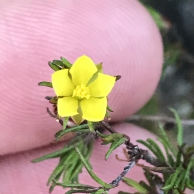 Hibbertia fasciculata (Bundled Guinea-flower) at Tomaree National Park - 8 Jul 2022 by Tapirlord