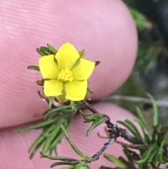 Hibbertia fasciculata at Fingal Bay, NSW - 8 Jul 2022 04:09 PM