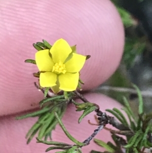 Hibbertia fasciculata at Fingal Bay, NSW - 8 Jul 2022