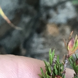 Hibbertia fasciculata at Fingal Bay, NSW - 8 Jul 2022