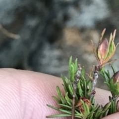 Hibbertia fasciculata at Fingal Bay, NSW - 8 Jul 2022 04:09 PM