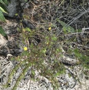 Hibbertia fasciculata at Fingal Bay, NSW - 8 Jul 2022