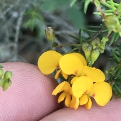 Dillwynia retorta (Heathy Parrot-Pea) at Tomaree National Park - 8 Jul 2022 by Tapirlord