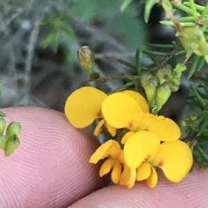 Dillwynia retorta at Fingal Bay, NSW - 8 Jul 2022