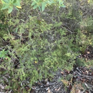 Dillwynia retorta at Fingal Bay, NSW - 8 Jul 2022 04:08 PM