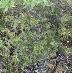 Dillwynia retorta at Fingal Bay, NSW - 8 Jul 2022 04:08 PM