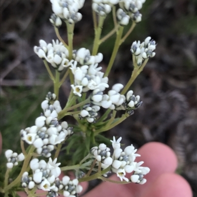 Conospermum taxifolium (Variable Smoke-bush) at Tomaree National Park - 8 Jul 2022 by Tapirlord