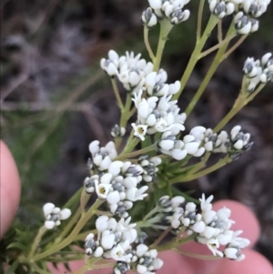 Conospermum taxifolium at Fingal Bay, NSW - 8 Jul 2022 04:07 PM