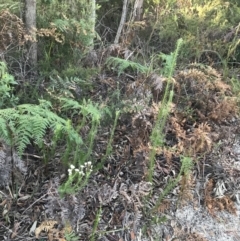 Conospermum taxifolium at Fingal Bay, NSW - 8 Jul 2022