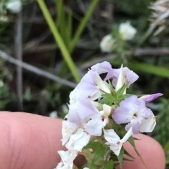 Woollsia pungens (Snow Wreath) at Fingal Bay, NSW - 8 Jul 2022 by Tapirlord