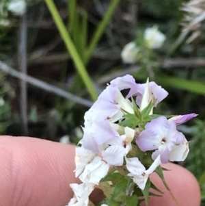 Woollsia pungens at Fingal Bay, NSW - 8 Jul 2022 04:05 PM