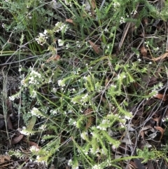 Woollsia pungens at Fingal Bay, NSW - 8 Jul 2022 04:05 PM