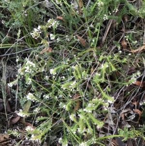 Woollsia pungens at Fingal Bay, NSW - 8 Jul 2022