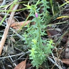 Tetratheca thymifolia (Black-eyed Susan) at Fingal Bay, NSW - 8 Jul 2022 by Tapirlord