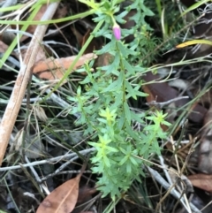Tetratheca thymifolia at Fingal Bay, NSW - 8 Jul 2022