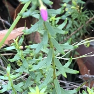 Tetratheca thymifolia at Fingal Bay, NSW - 8 Jul 2022 04:05 PM