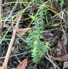 Tetratheca thymifolia at Fingal Bay, NSW - 8 Jul 2022 04:05 PM