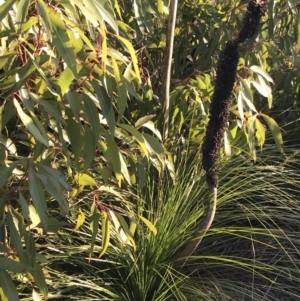 Xanthorrhoea sp. at Fingal Bay, NSW - suppressed