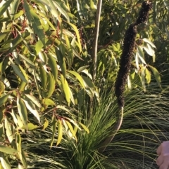 Xanthorrhoea sp. at Fingal Bay, NSW - suppressed
