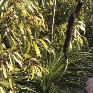 Xanthorrhoea sp. at Fingal Bay, NSW - suppressed
