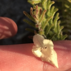 Chloanthes stoechadis at Fingal Bay, NSW - 8 Jul 2022