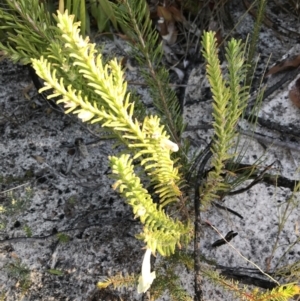 Chloanthes stoechadis at Fingal Bay, NSW - 8 Jul 2022