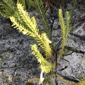 Chloanthes stoechadis at Fingal Bay, NSW - 8 Jul 2022