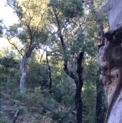 Angophora costata (Rusty Gum, Smooth-barked Apple) at Tomaree National Park - 8 Jul 2022 by Tapirlord