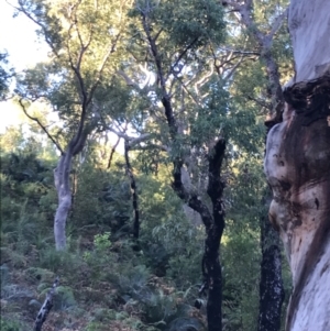 Angophora costata at Fingal Bay, NSW - 8 Jul 2022 03:53 PM