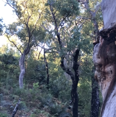 Angophora costata (Rusty Gum, Smooth-barked Apple) at Fingal Bay, NSW - 8 Jul 2022 by Tapirlord