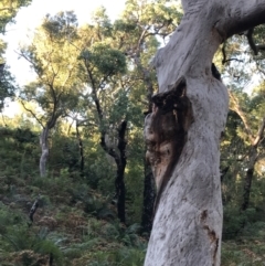 Angophora costata at Fingal Bay, NSW - 8 Jul 2022 03:53 PM