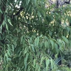 Angophora costata at Fingal Bay, NSW - 8 Jul 2022 03:53 PM