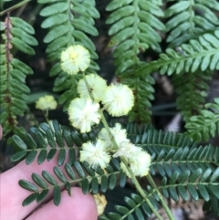 Acacia terminalis (Sunshine Wattle) at Tomaree National Park - 8 Jul 2022 by Tapirlord